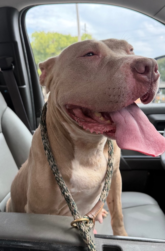 Shelter Stray Female Dog last seen Midwest City, 8485 E Reno Ave, Midwest City, OK 73110, USA