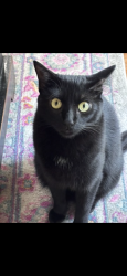 Reunited Female Cat last seen Near Lake Carolyn Pkwy. By the Delante apmts. She should be registered to Britt Culver., Irving, TX 75039