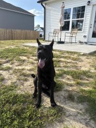 Found/Stray Male Dog last seen Marks rd, Harnett County, NC 28326