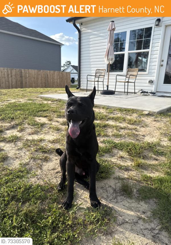 Found/Stray Male Dog last seen Marks rd, Harnett County, NC 28326