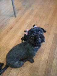Lost Female Dog last seen 8mile gratiot, Warren, MI 48234