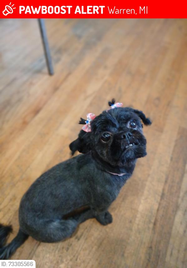 Lost Female Dog last seen 8mile gratiot, Warren, MI 48234
