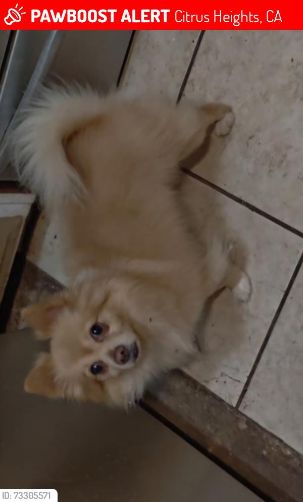 Lost Male Dog last seen Candlelight way and footman, Citrus Heights, CA 95621