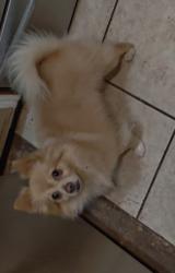 Lost Male Dog last seen Candlelight way and footman, Citrus Heights, CA 95621