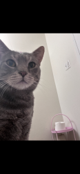 Lost Male Cat last seen At home but may have left through back, Alexandria, VA 22303