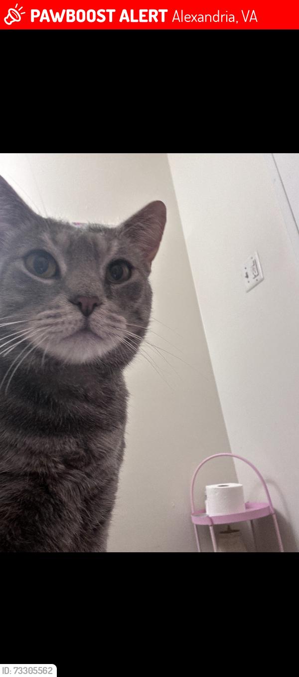 Lost Male Cat last seen At home but may have left through back, Alexandria, VA 22303