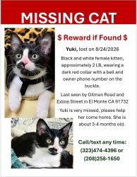 Reunited Female Cat last seen Gilman Road and Exline Street, El Monte, CA 91732