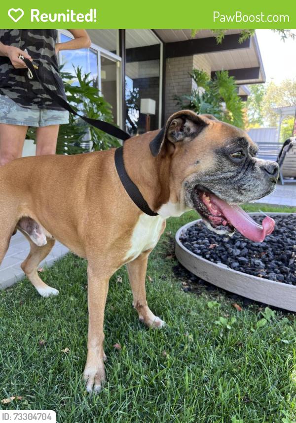 Reunited Male Dog last seen Houston Ct and Salem St., Concord, CA 94521