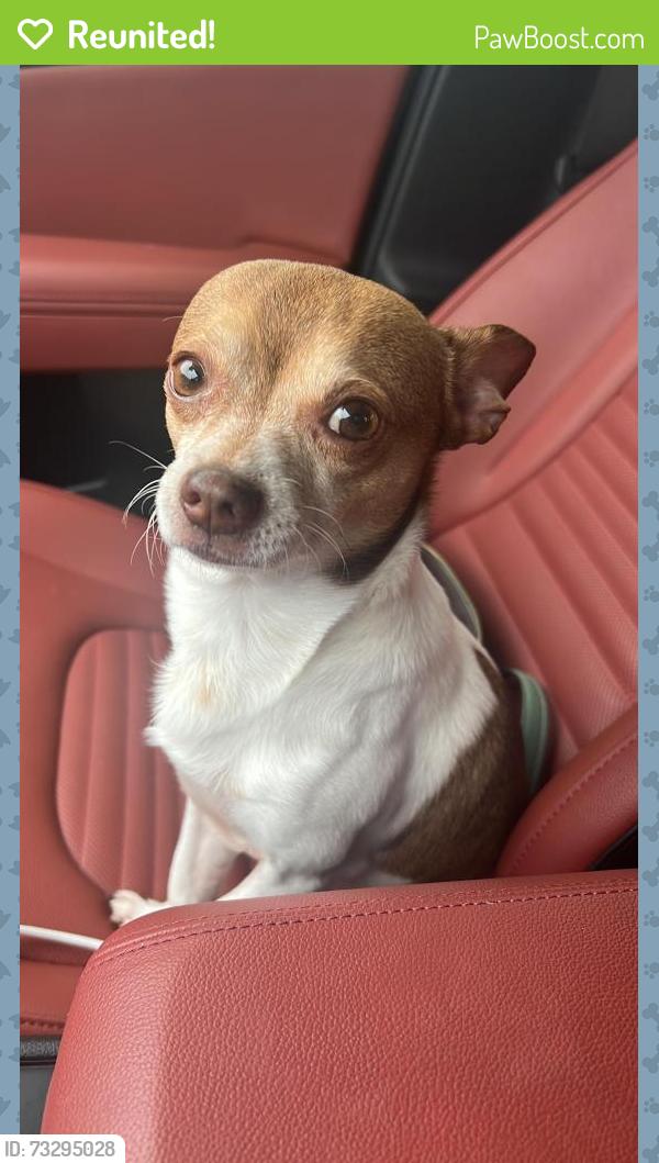 Reunited Male Dog last seen Shims blvd killeen tx, Killeen, TX 76543