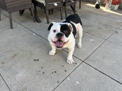 Found/Stray Male Dog last seen Rimpau blvd between Slauson and angeles vista, Los Angeles, CA 90043