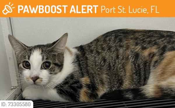 Found/Stray Unknown Cat last seen Port St. Lucie, Port St. Lucie, FL 34986