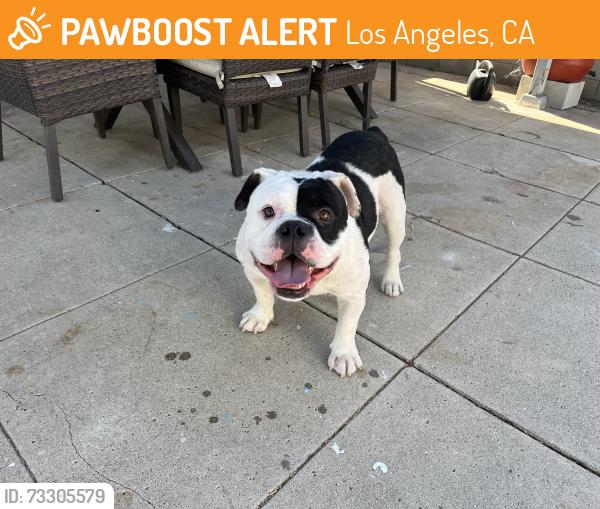 Found/Stray Male Dog last seen Rimpau blvd between Slauson and angeles vista, Los Angeles, CA 90043