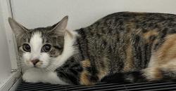 Found/Stray Unknown Cat last seen Port St. Lucie, Port St. Lucie, FL 34986
