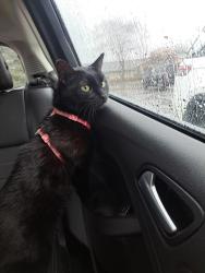 Lost Male Cat last seen Fish Hatchery rd and McKee rd, Fitchburg, WI 53711