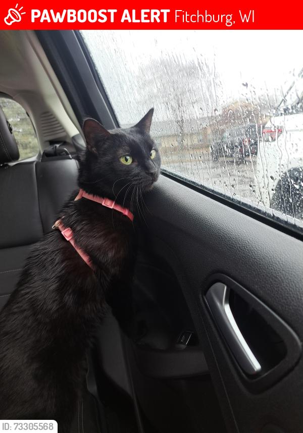 Lost Male Cat last seen Fish Hatchery rd and McKee rd, Fitchburg, WI 53711
