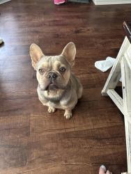 Reunited Male Dog last seen East front st, Lillington, NC 27546