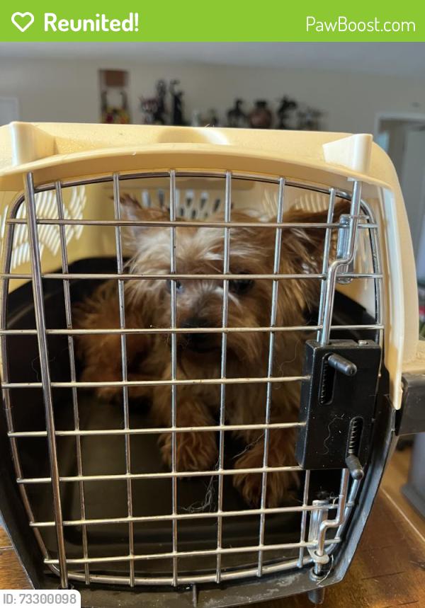 Reunited Male Dog last seen Chula Vista, CA 91911, USA, Chula Vista, CA 91911