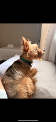 Reunited Male Dog last seen Foy St, Richlands, NC 28574