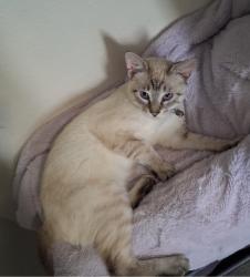 Lost Male Cat last seen Cerca de casa, Redmond, OR 97756