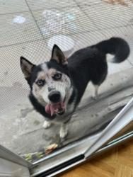 Found/Stray Male Dog last seen Potrero Ave & Arlington Blvd, El Cerrito, CA 94530
