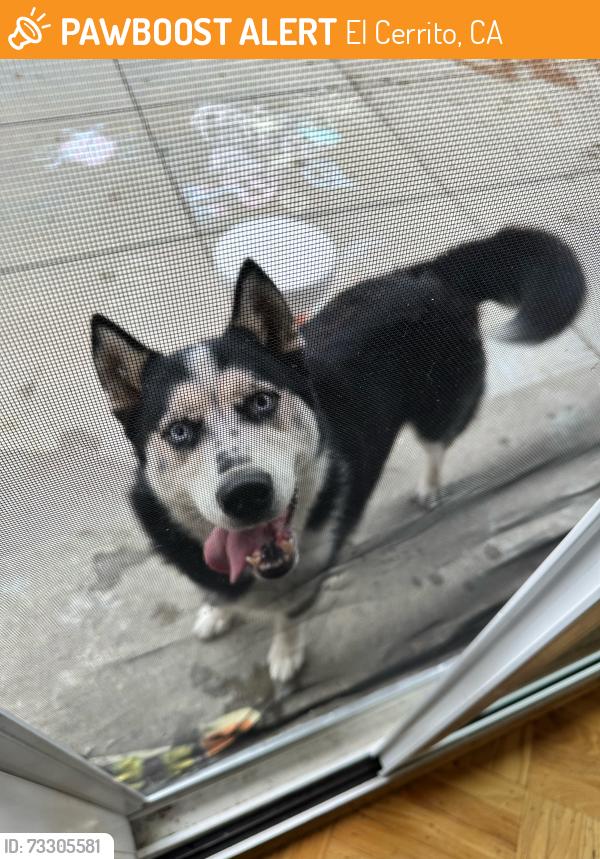 Found/Stray Male Dog last seen Potrero Ave & Arlington Blvd, El Cerrito, CA 94530
