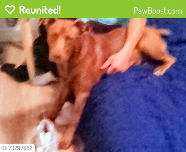 Reunited Female Dog last seen 12th street, Portland, OR 97232