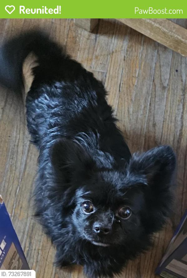 Reunited Unknown Dog last seen Vermont st ne 87110, Albuquerque, NM 87110