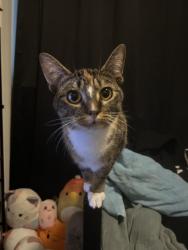 Reunited Female Cat last seen 185th Ave, Portland, OR 97233