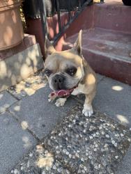 Found/Stray Female Dog last seen E San Fernando St & King Rd, San Jose, CA 95116