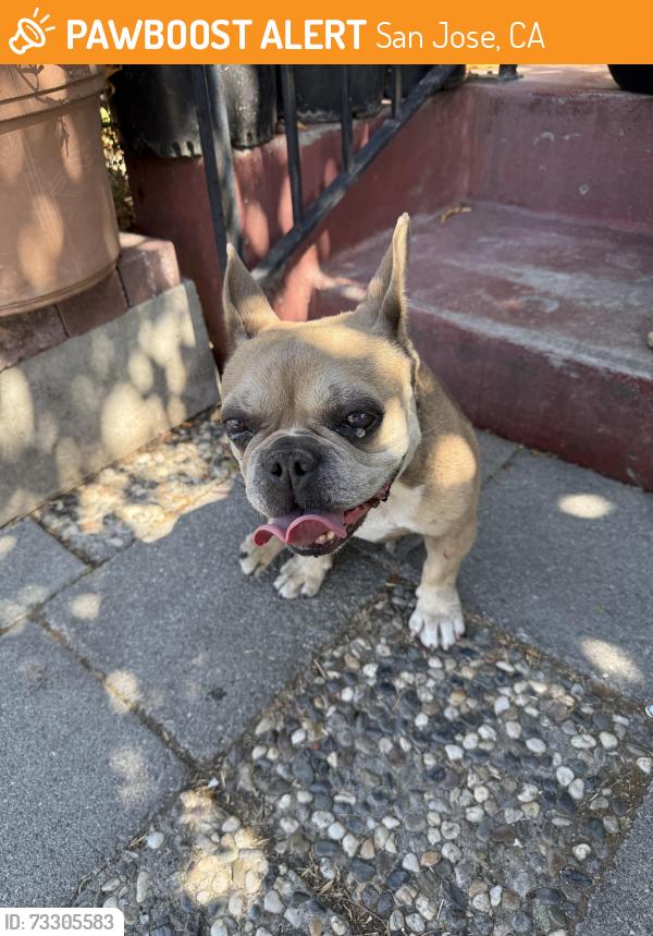 Found/Stray Female Dog last seen E San Fernando St & King Rd, San Jose, CA 95116