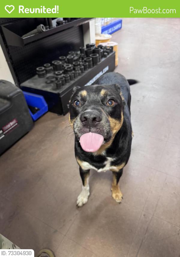 Reunited Male Dog last seen Near McGee road, Anderson, SC 29625