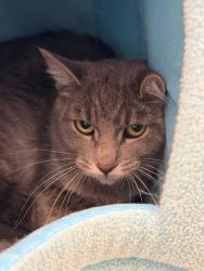 Shelter Stray Female Cat last seen Near BLOCK LILAC DR, 12155 Park Blvd, Brighton, CO 80601, USA