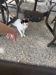 Found/Stray Unknown Cat last seen Heatherwood Way, Morgan Hill, CA 95037