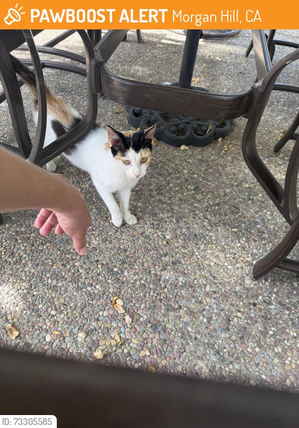 Found/Stray Unknown Cat last seen Heatherwood Way, Morgan Hill, CA 95037