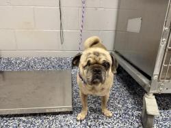 Shelter Stray Male Dog last seen Near BLOCK ROSE VIEW LN, THOUSAND PALMS, CA, 72050 Pet Land Pl, Thousand Palms, CA 92276, USA