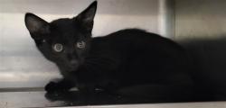 Shelter Stray Female Cat last seen , 14409 Vanowen St, Van Nuys, CA 91405, USA