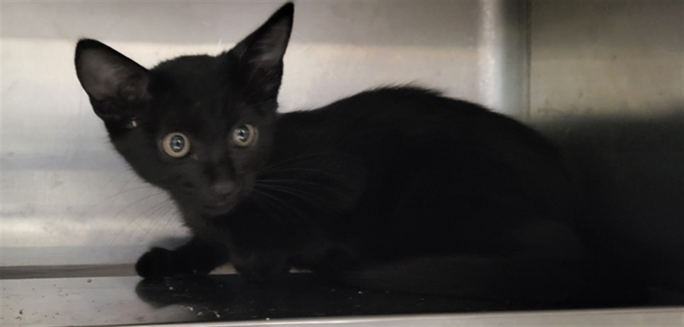 Shelter Stray Female Cat last seen , 14409 Vanowen St, Van Nuys, CA 91405, USA