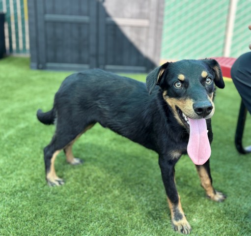 Shelter Stray Male Dog last seen , 333 Chandler Pl, San Bernardino, CA 92408, USA