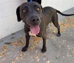 Shelter Stray Female Dog last seen HERITAGE LN X JACKSON, 333 Chandler Pl, San Bernardino, CA 92408, USA