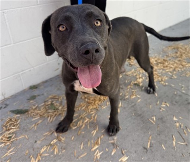 Shelter Stray Female Dog last seen HERITAGE LN X JACKSON, 333 Chandler Pl, San Bernardino, CA 92408, USA