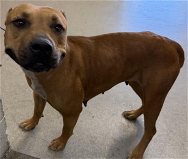 Shelter Stray Female Dog last seen Near BLOCK E 40TH, 333 Chandler Pl, San Bernardino, CA 92408, USA