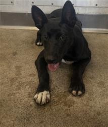 Shelter Stray Female Dog last seen HARRIS, 333 Chandler Pl, San Bernardino, CA 92408, USA