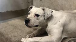 Shelter Stray Female Dog last seen HARRIS, 333 Chandler Pl, San Bernardino, CA 92408, USA
