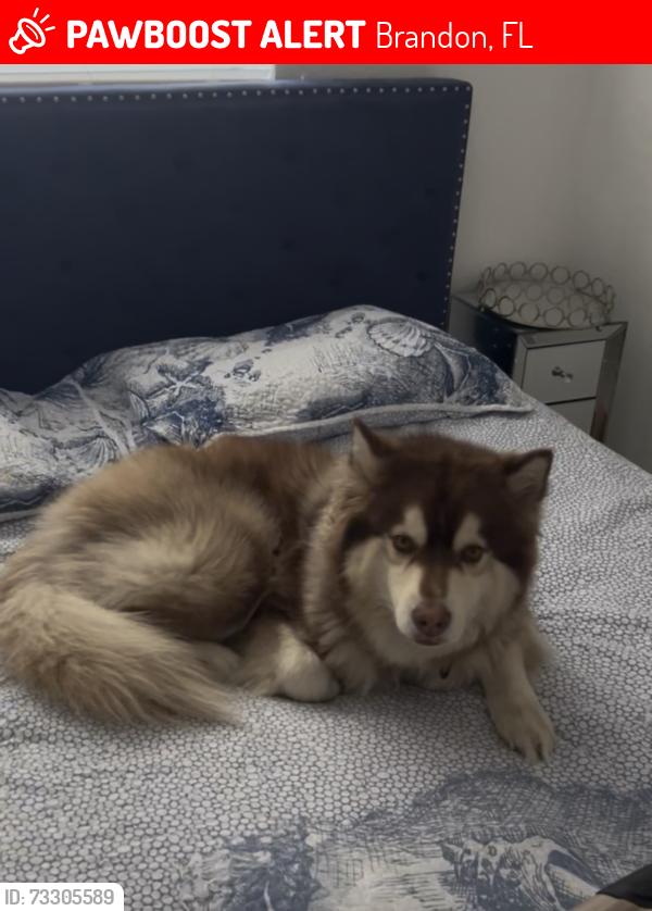 Lost Male Dog last seen Schmidt elementary school, Brandon, FL 33510