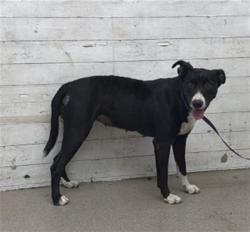 Shelter Stray Female Dog last seen MILL ST AND K ST, 333 Chandler Pl, San Bernardino, CA 92408, USA