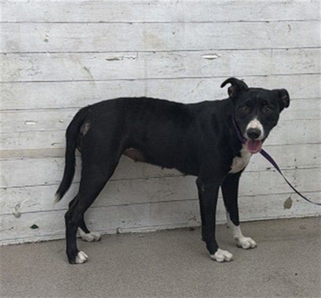 Shelter Stray Female Dog last seen MILL ST AND K ST, 333 Chandler Pl, San Bernardino, CA 92408, USA