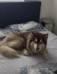 Lost Male Dog last seen Schmidt elementary school, Brandon, FL 33510