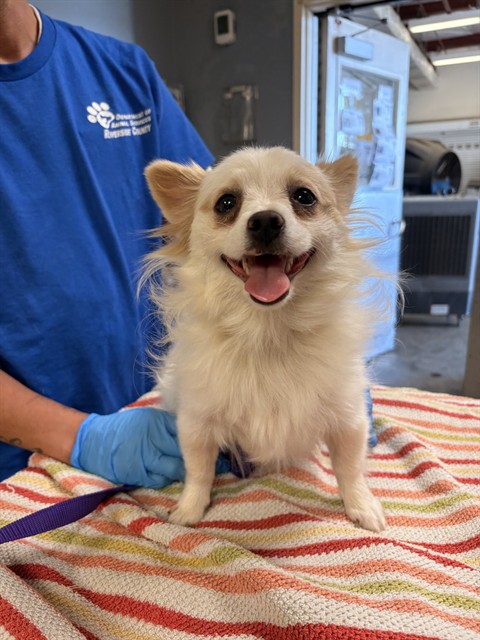 Shelter Stray Female Dog last seen Near BLOCK GOLDFINCH CT, JURUPA VALLEY, CA, 6851 Van Buren Boulevard, Jurupa Valley, CA 92509, USA