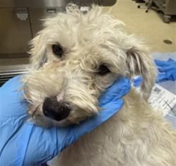 Shelter Stray Male Dog last seen JURUPA AVE, STREETER AVE, JURUPA VALLEY, 6851 Van Buren Boulevard, Jurupa Valley, CA 92509, USA