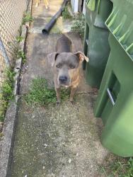 Found/Stray Male Dog last seen Under hse, Baltimore, MD 21229